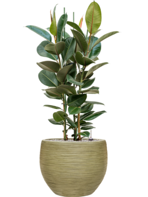Ficus elastica 'Robusta' en Baq Dune