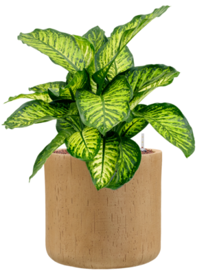 Dieffenbachia seguine 'Maroba' en Baq Raindrop