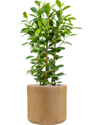 Ficus microcarpa 'Moclame' en Baq Raindrop