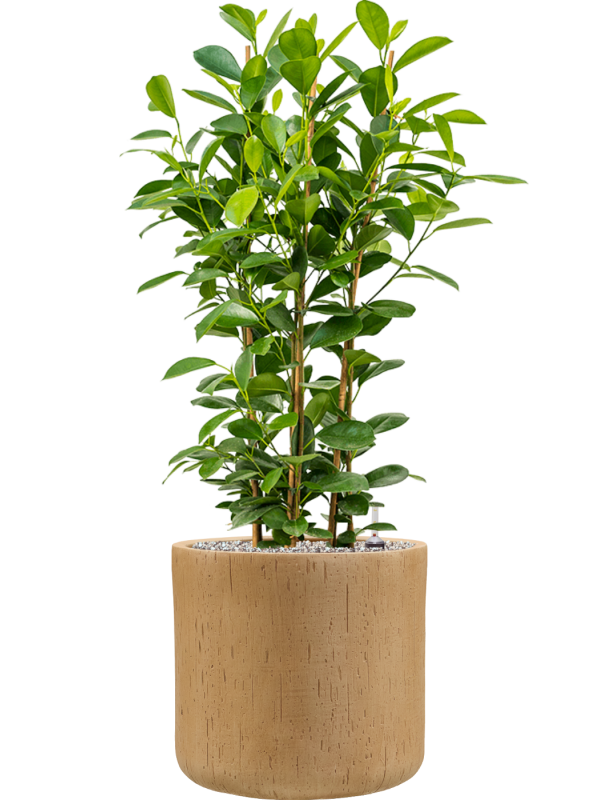 Ficus microcarpa 'Moclame' en Baq Raindrop