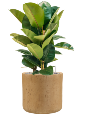 Ficus elastica 'Robusta' en Baq Raindrop