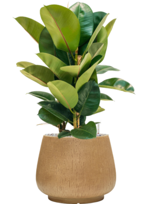 Ficus elastica 'Robusta' en Baq Raindrop