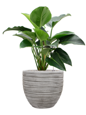 Philodendron 'Green Beauty' en Baq Tornado