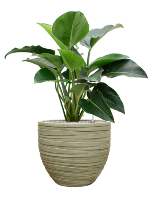 Philodendron 'Green Beauty' en Baq Tornado