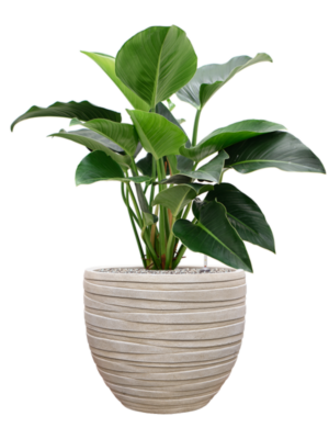 Philodendron 'Green Beauty' en Baq Tornado