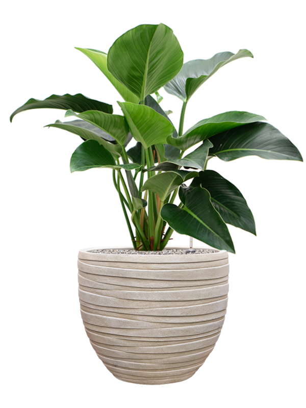 Philodendron 'Green Beauty' en Baq Tornado