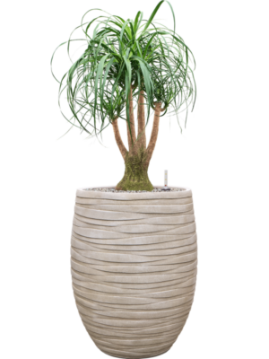 Beaucarnea recurvata en Baq Tornado
