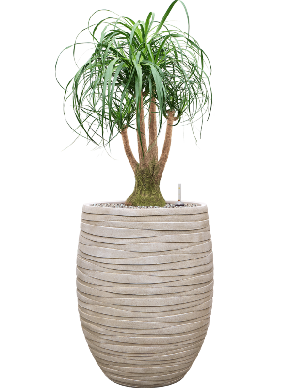 Beaucarnea recurvata en Baq Tornado