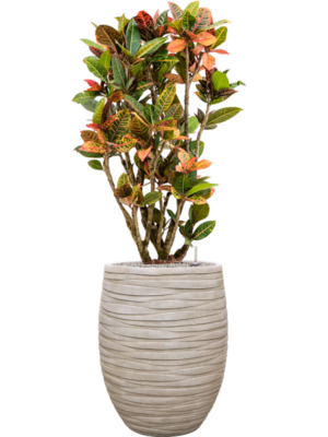Croton (Codiaeum) variegatum 'Petra' en Baq Tornado
