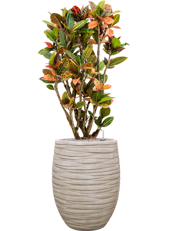 Croton (Codiaeum) variegatum 'Petra' en Baq Tornado