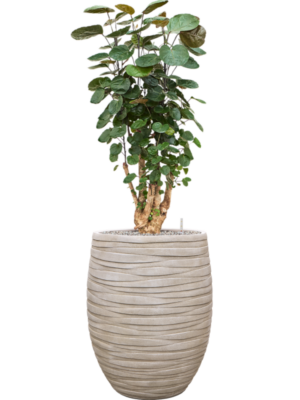 Aralia (Polyscias) 'Fabian' en Baq Tornado
