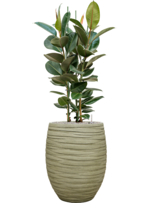 Ficus elastica 'Robusta' en Baq Tornado