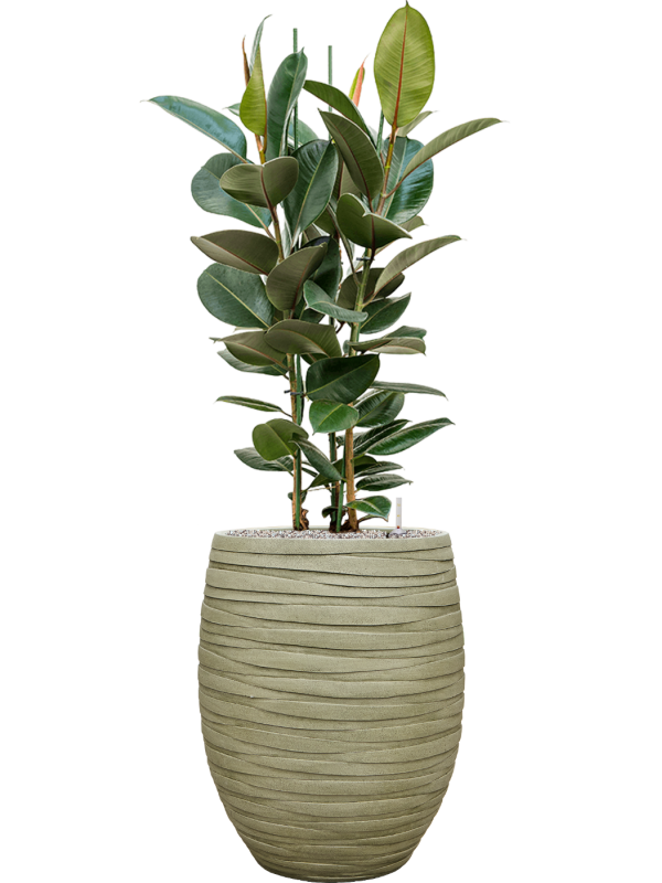 Ficus elastica 'Robusta' en Baq Tornado
