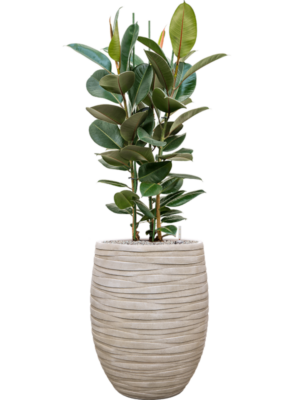 Ficus elastica 'Robusta' en Baq Tornado