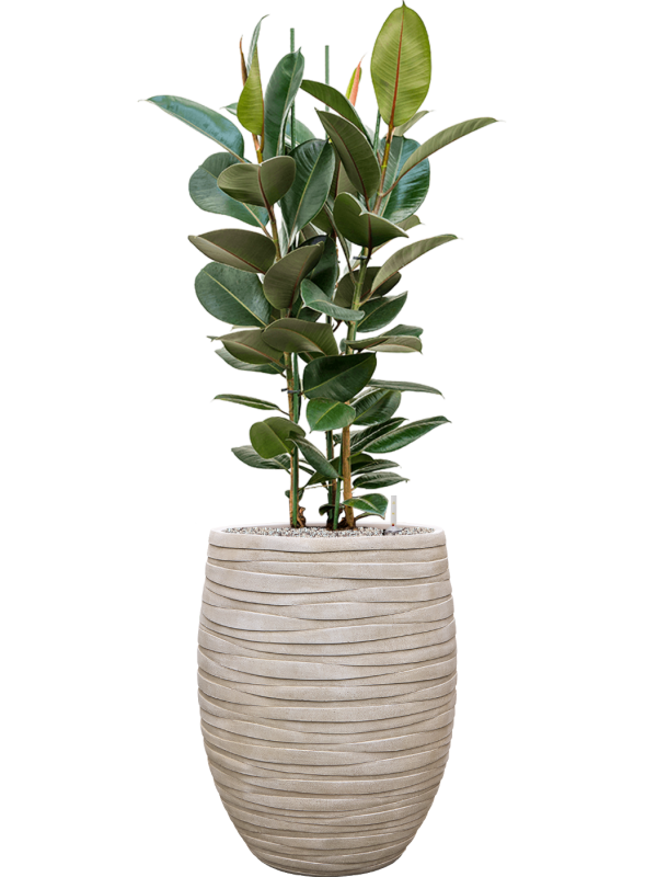 Ficus elastica 'Robusta' en Baq Tornado
