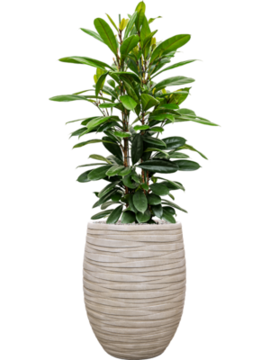 Ficus cyathistipula en Baq Tornado