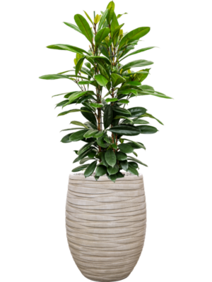 Ficus cyathistipula en Baq Tornado