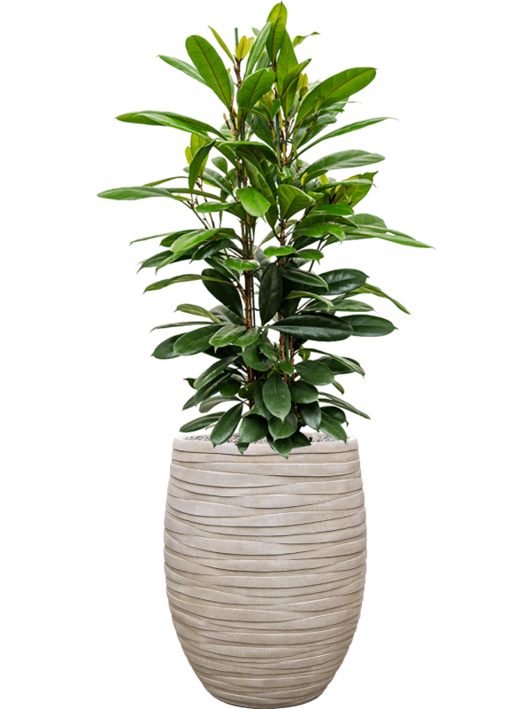 Ficus cyathistipula en Baq Tornado