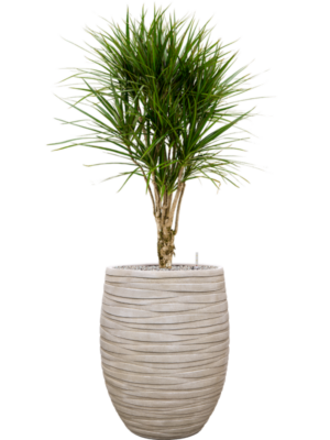 Dracaena marginata en Baq Tornado