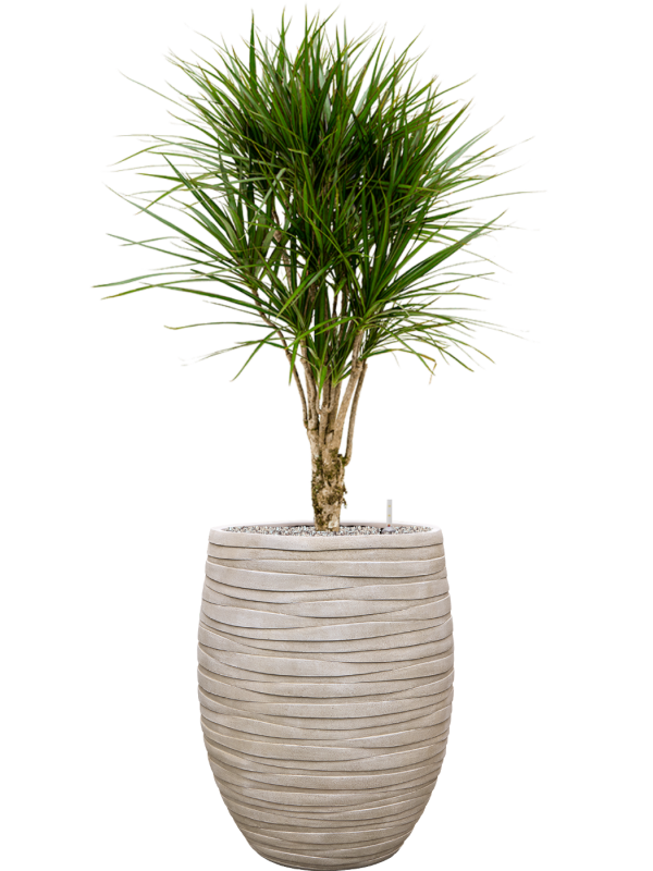 Dracaena marginata en Baq Tornado