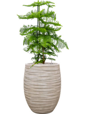 Araucaria heterophylla en Baq Tornado
