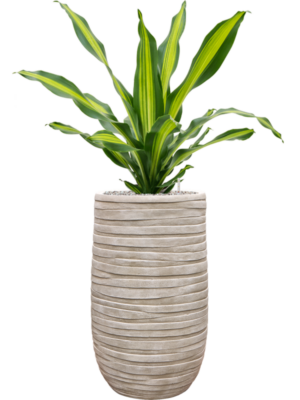 Dracaena fragrans 'Burley' en Baq Tornado