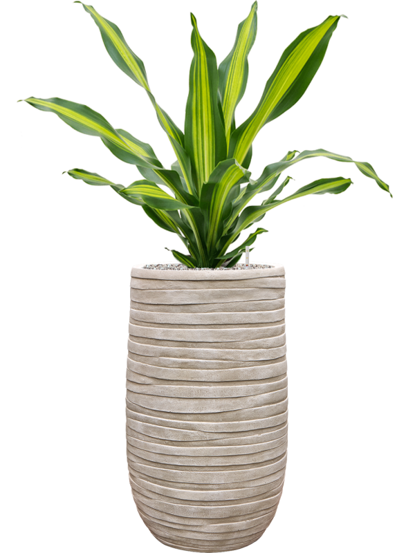 Dracaena fragrans 'Burley' en Baq Tornado