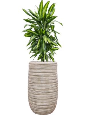 Dracaena fragrans 'Cintho' en Baq Tornado