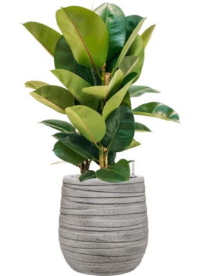 Ficus elastica 'Robusta' en Baq Tornado