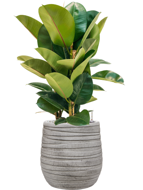 Ficus elastica 'Robusta' en Baq Tornado