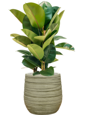 Ficus elastica 'Robusta' en Baq Tornado
