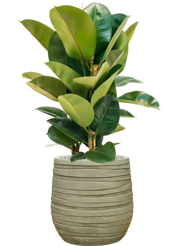Ficus elastica 'Robusta' en Baq Tornado
