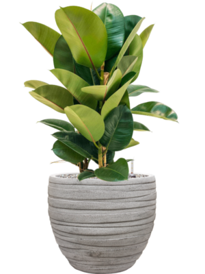 Ficus elastica 'Robusta' en Baq Tornado