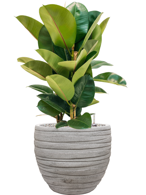 Ficus elastica 'Robusta' en Baq Tornado