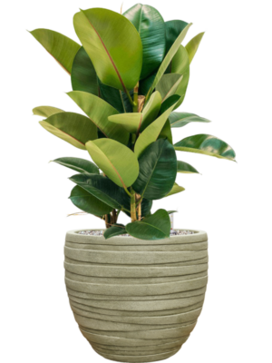 Ficus elastica 'Robusta' en Baq Tornado