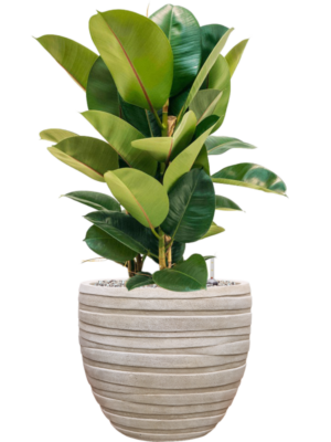 Ficus elastica 'Robusta' en Baq Tornado