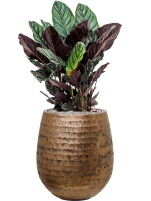 Calathea sanderiana en Baq Opus Hammered