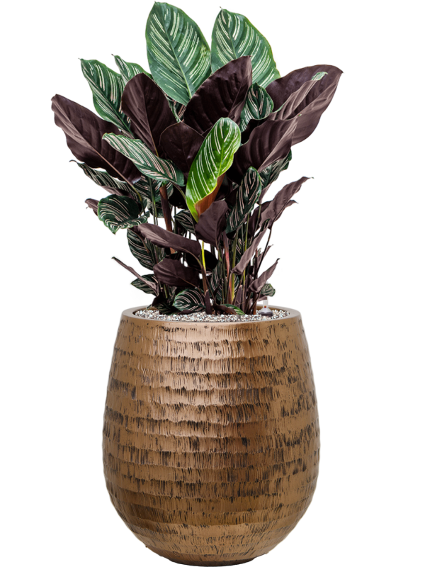 Calathea sanderiana en Baq Opus Hammered