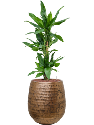 Dracaena fragrans 'Burundii' en Baq Opus Hammered