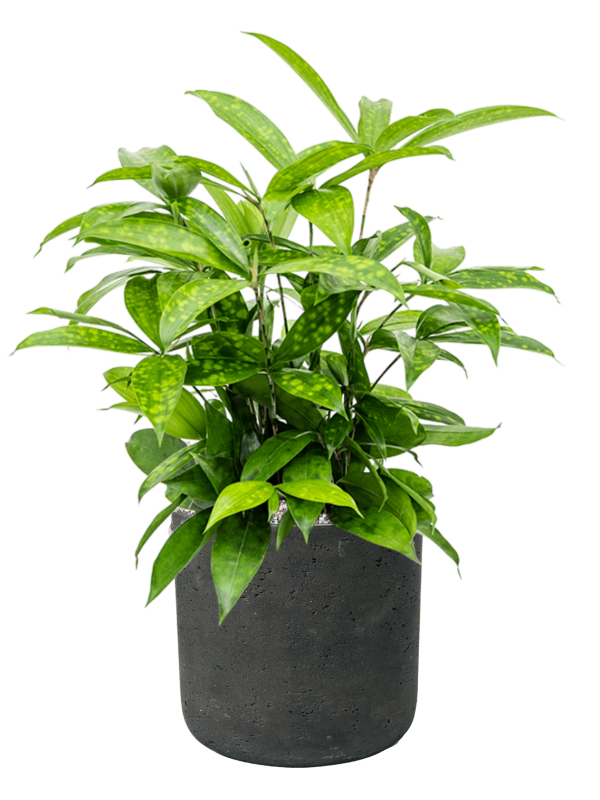 Dracaena surculosa en Rough, Pottery Pots