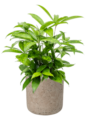 Dracaena surculosa en Rough
