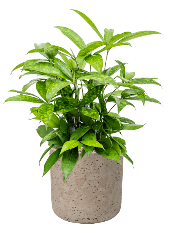 Dracaena surculosa en Rough, Pottery Pots