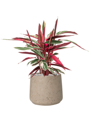 Stromanthe Sanguinea 'Triostar' en Rough