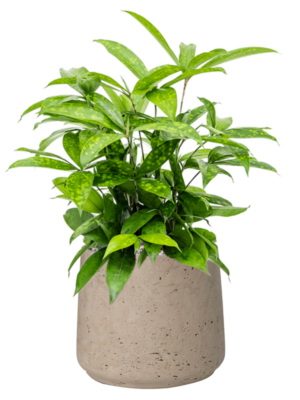 Dracaena surculosa en Rough