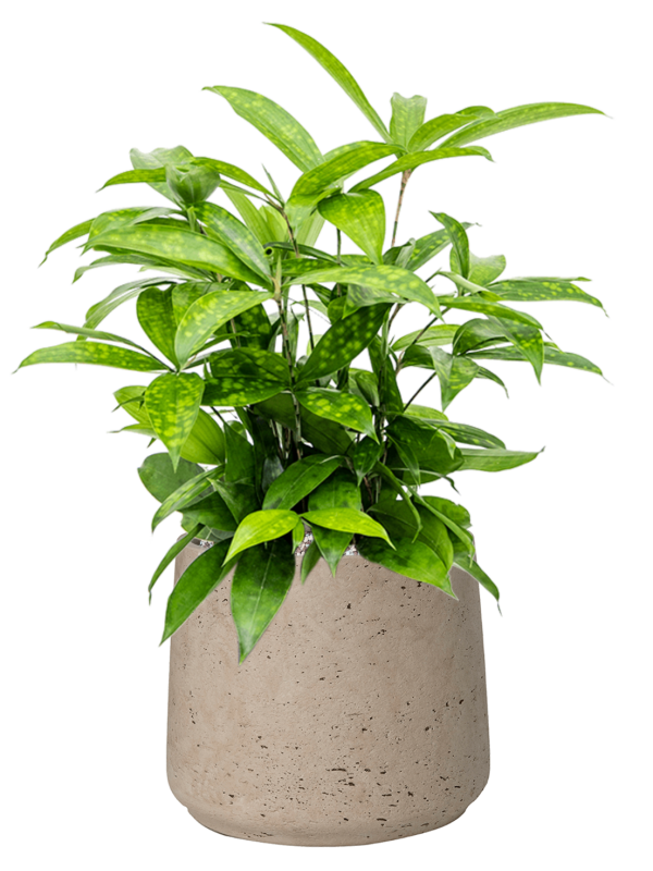 Dracaena surculosa en Rough, Pottery Pots