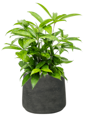 Dracaena surculosa en Rough