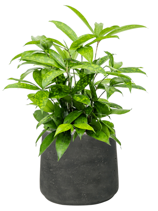 Dracaena surculosa en Rough, Pottery Pots
