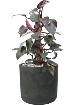 Philodendron 'New Red' en Rough