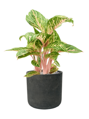 Aglaonema 'Coco Melon' en Rough