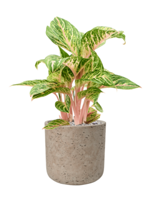Aglaonema 'Coco Melon' en Rough